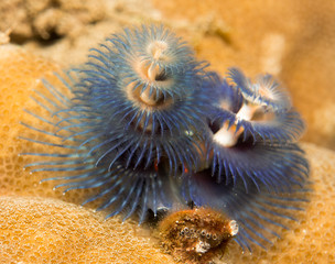 Blue Christmas Tree Flatworm