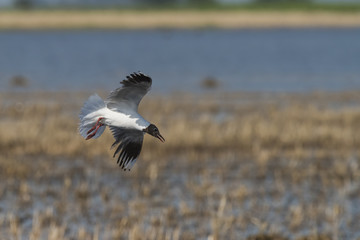 Brown hooded gull, Patagonia