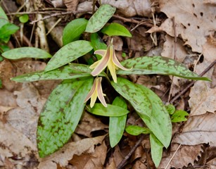 Trout lily yellow flowers and green leaves