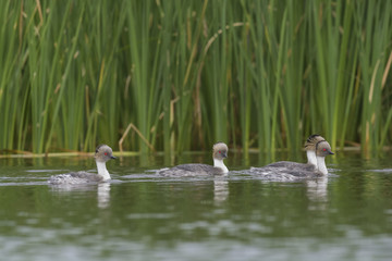 Silvery Grebe, Patagonia, Argentina
