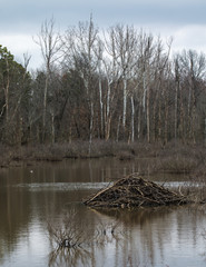 Beaver Lodge in Spring
