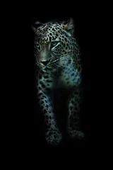 Foto op Plexiglas Luipaard op een zwarte achtergrond © Petr Caska