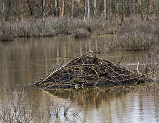 Beaver lodge in lake © Jeff