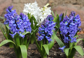 Obraz premium Hyacinth.