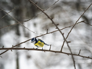 Beautiful Eurasian blue tit sitting on a branch in public park in Lviv, Ukraine