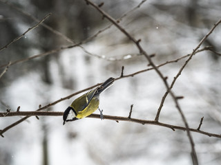 Beautiful Great tit taking off from a branch in a park in Lviv, Ukraine