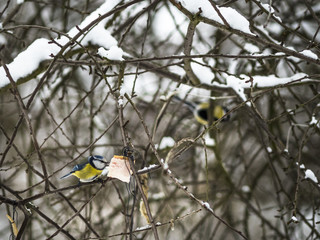 Beautiful Eurasian blue tit eating in public park in Lviv, Ukraine