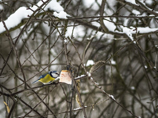 Beautiful Eurasian blue tit eating in public park in Lviv, Ukraine