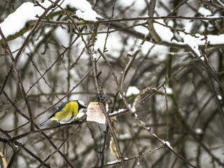 Beautiful Eurasian blue tit eating in public park in Lviv, Ukraine