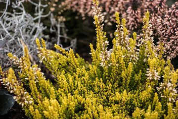 colorful plants in front of the house