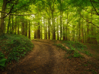 Obraz premium bosque de sequoias del monte cabezón en Santander, Cantabria, España. Fotografía con efecto sueño