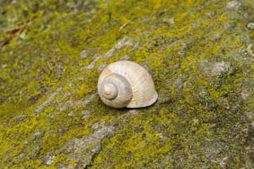 Conch snail (Helix pomatia) on stone.