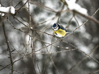 Beautiful Eurasian blue tit sitting on a branch in public park in Lviv, Ukraine
