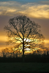 Tree at sunrise in winter