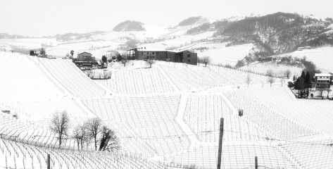 Langhe winter snowy vineyards. Black and white photo