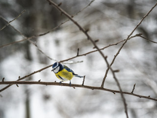 Beautiful Eurasian blue tit sitting on a branch in a park in Lviv, Ukraine