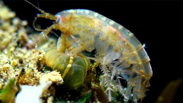 A small crustacean of the genus Gammarus, caught by a small Actinia - an invader in the Black Sea Diadumene lineta, Odessa Bay