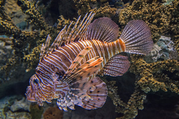 Lionfish. Pteroinae