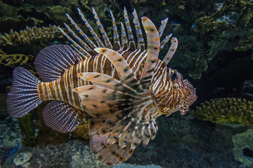 Lionfish. Pteroinae