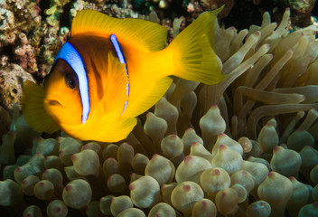 Fototapeta na wymiar Clown Fish