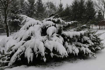 Winterstrauch