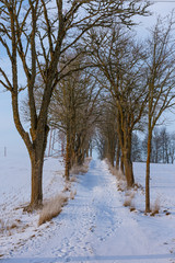 Winter morning, snowy surroundings,. Misty morning landscape with rural roads. Winter landscape in the countryside, all covered with snow. Rural roads, electric poles.