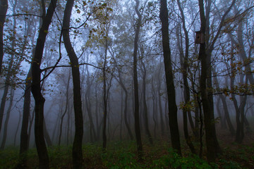 Obraz na płótnie Canvas Landscape with foggy autumn park, many trees in cold blue colors 