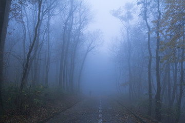 Landscape with foggy autumn park, many trees in cold blue colors 