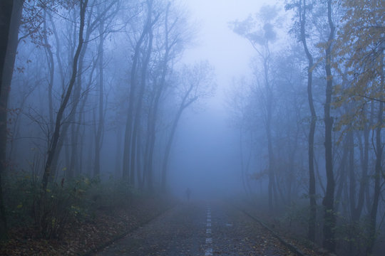 Landscape with foggy autumn park, many trees in cold blue colors 