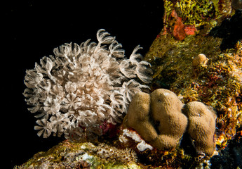 Soft Coral Black background