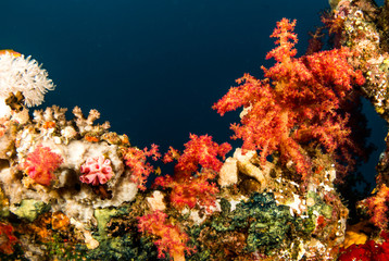 Orange Soft Coral