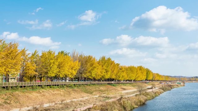 Time lapse Ginkgo treeline and Cloudy Sky