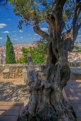 Fototapeta na wymiar Kanone und Olivenbaum auf der Burg Castelo de São Jorge in Lissabon