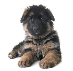 puppy german shepherd