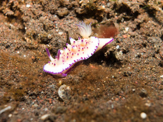 Purple Nudibranch