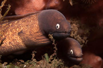  Twins (Moray eels)