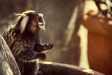 macaco pequeno sagui