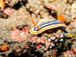 Pyjama Nudibranch