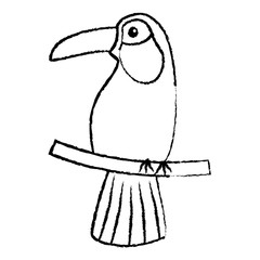 toucan bird tropical icon image vector illustration design  black sketch line
