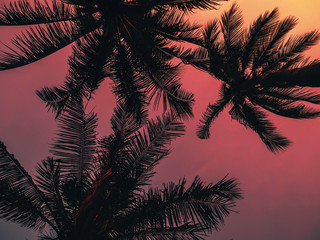 Fototapeta na wymiar silhouettes of palm trees on the background of orange red evening sky in summer