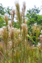 Chapada das Mesas in Maranhao Brazil.