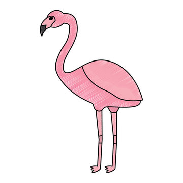 flamingo bird tropical icon image vector illustration design 