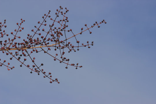  48/5000 Voc&ecirc; quis dizer: flores secas em um galho com o c&eacute;u azul de fundo dried flowers on a branch with blue sky background