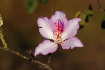 pink flower with beautiful petals with a blurred background
