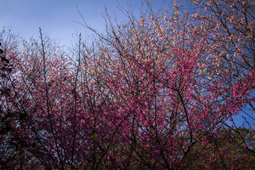 folhagem de inverno tropica;