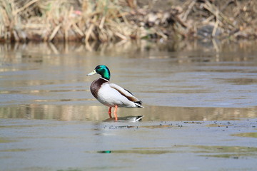 Fototapeta premium Mallard male on the ice during the spring thaw