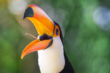  tucano tucanaçu ave do Brasil