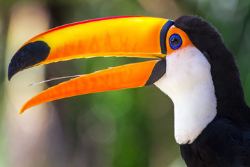  Tucano tucanaçu ave do Brasil