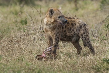 Hyena eating, Africa