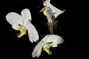  white exotic orchid on a black background in the summer warm sun